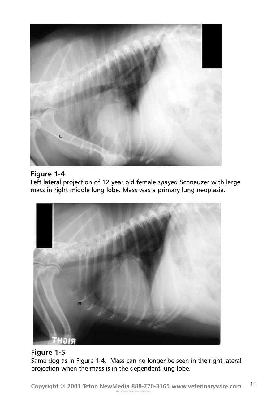 Thoracic Radiology For The Small Animal Practitioner