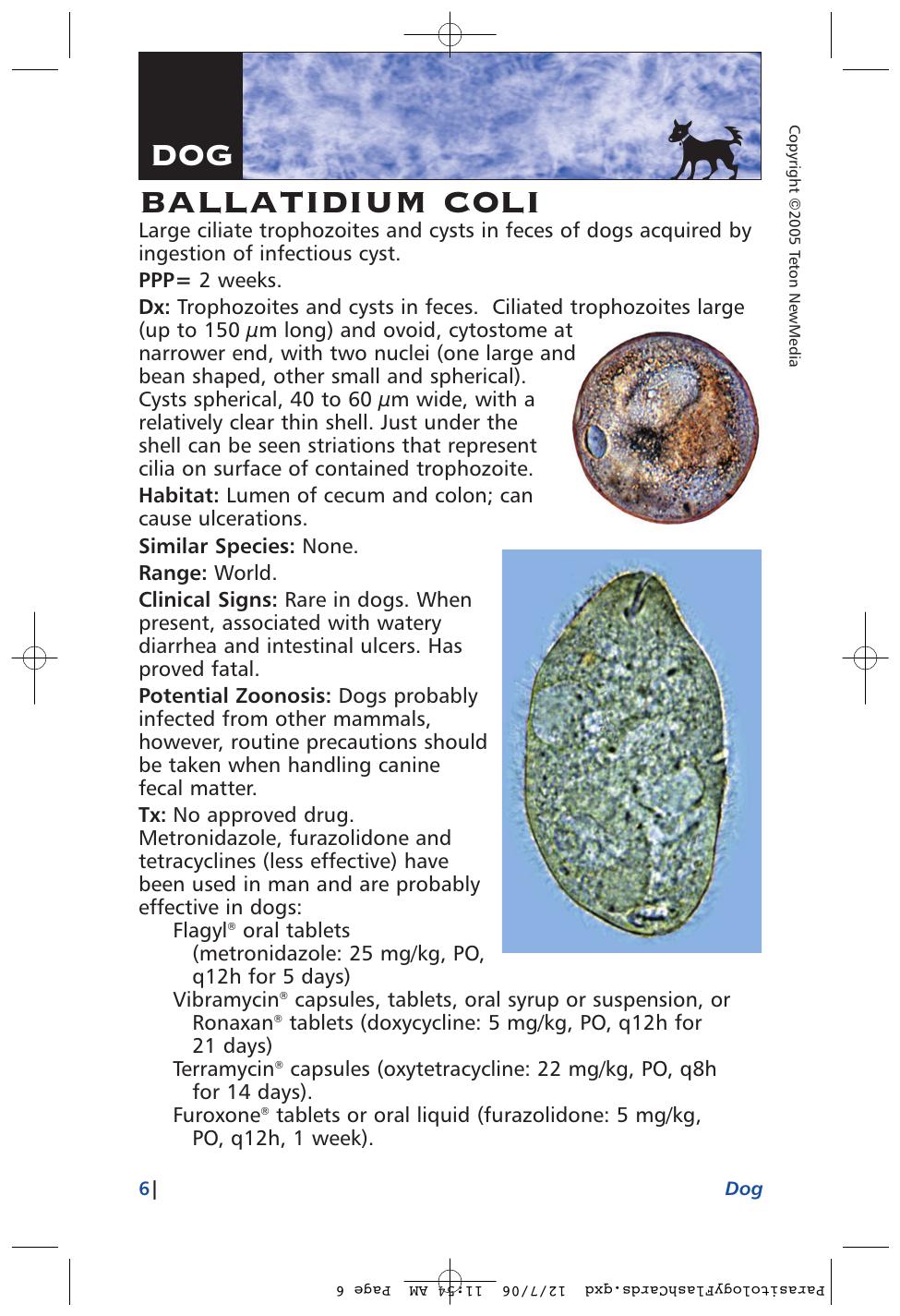 Parasitology Diagnosis And Treatment Of Common Parasitisms In Dogs And Cats