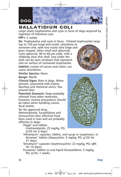 Parasitology Diagnosis and Treatment of Common Parasitisms in Dogs and Cats