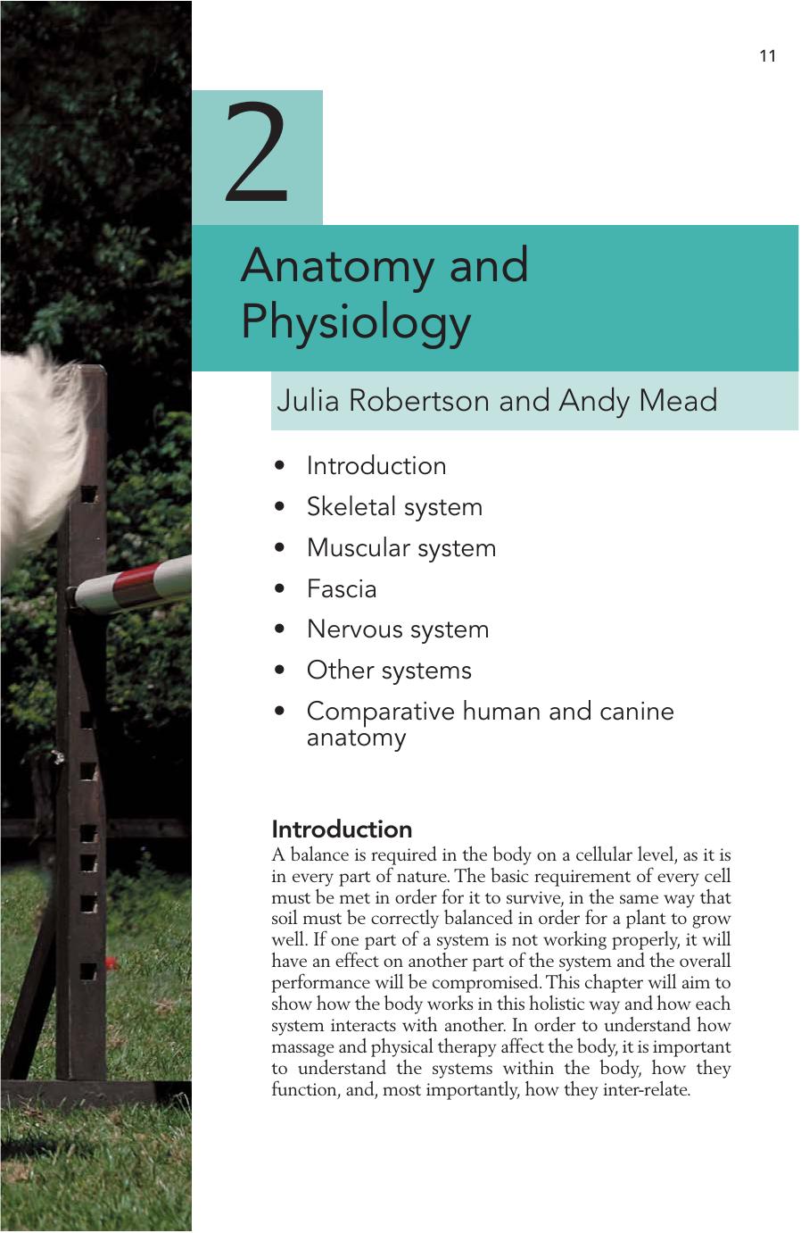 Physical Therapy And Massage For The Dog