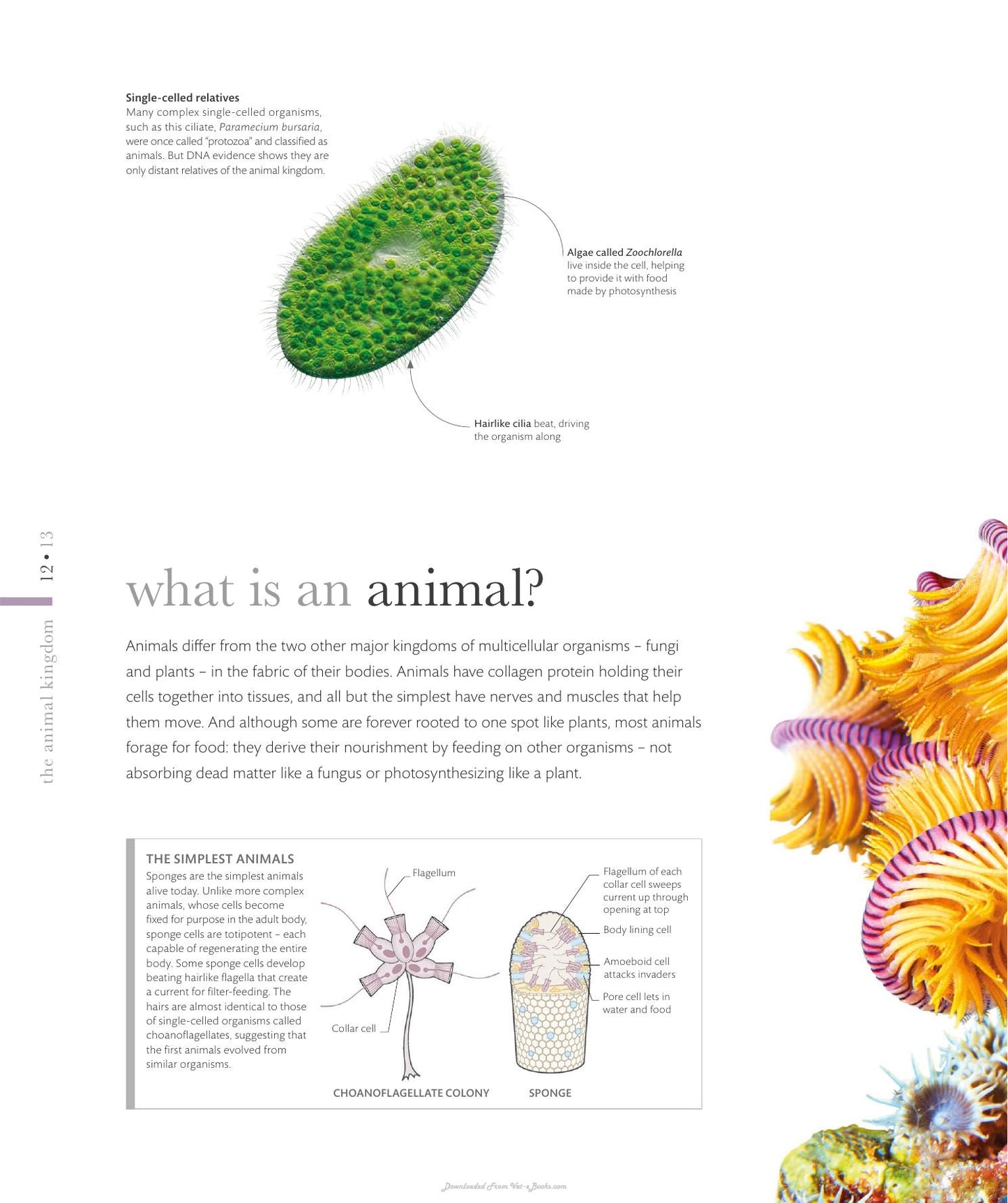 The Science Of Animals Inside Their Secret World