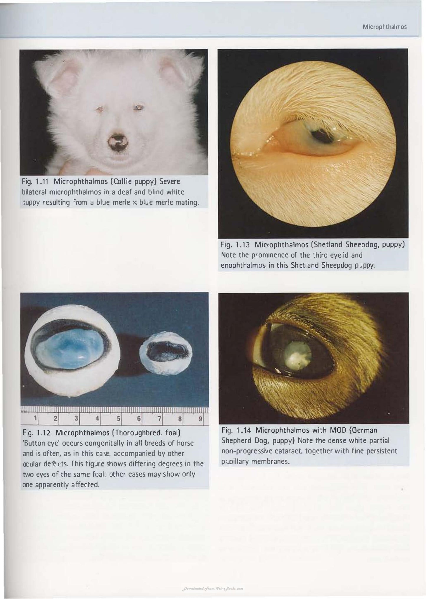 Diagnostic Atlas Of Veterinary Ophthalmology