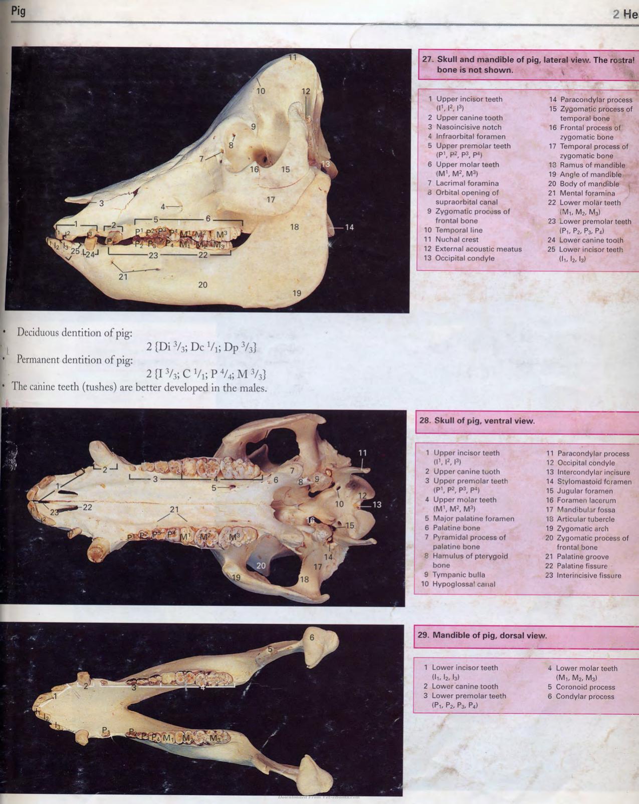 Color Atlas Of Large Animal Applied Anatomy 1St Edition