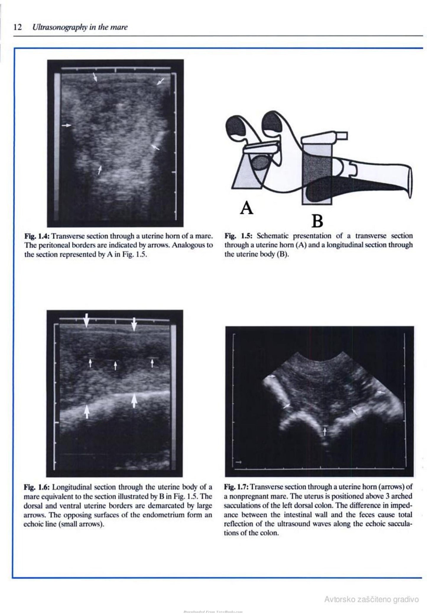 Veterinary Reproductive Ultrasonography