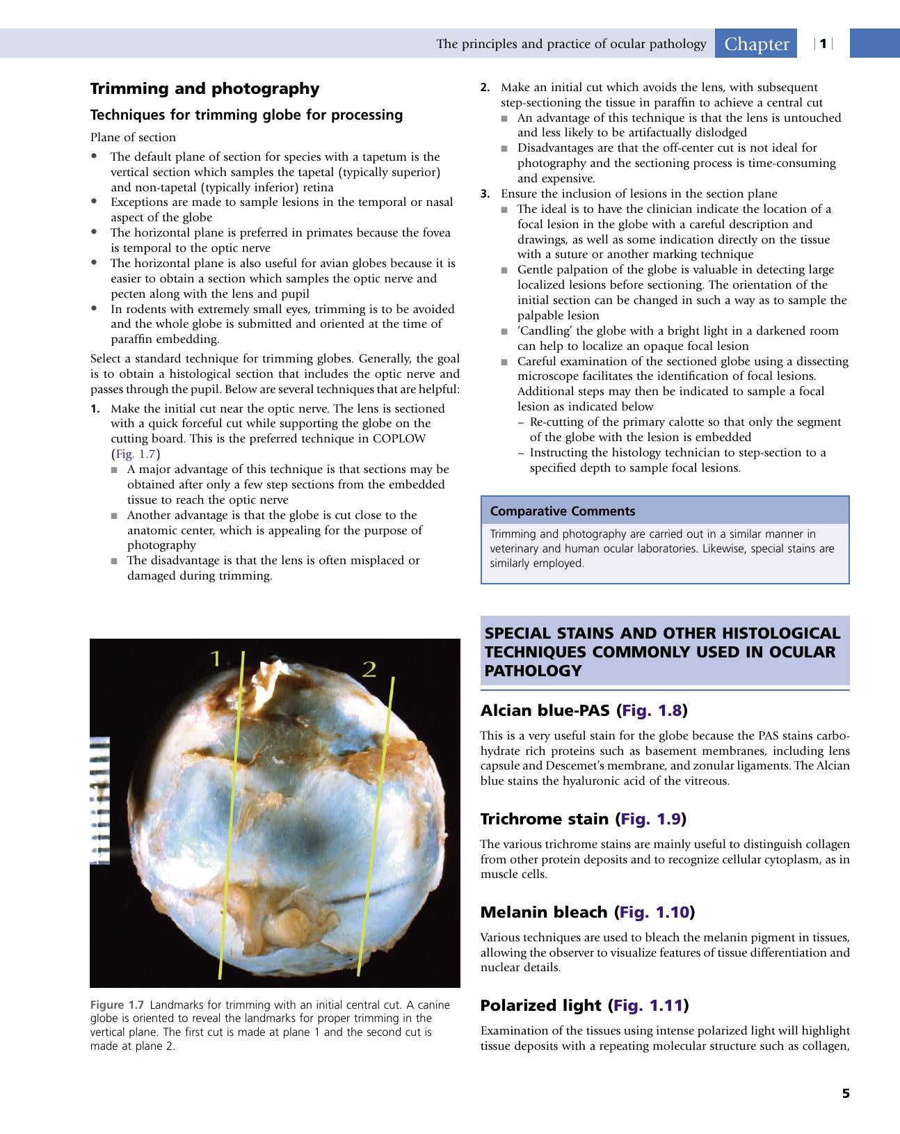 Veterinary Ocular Pathology A Comparative Review