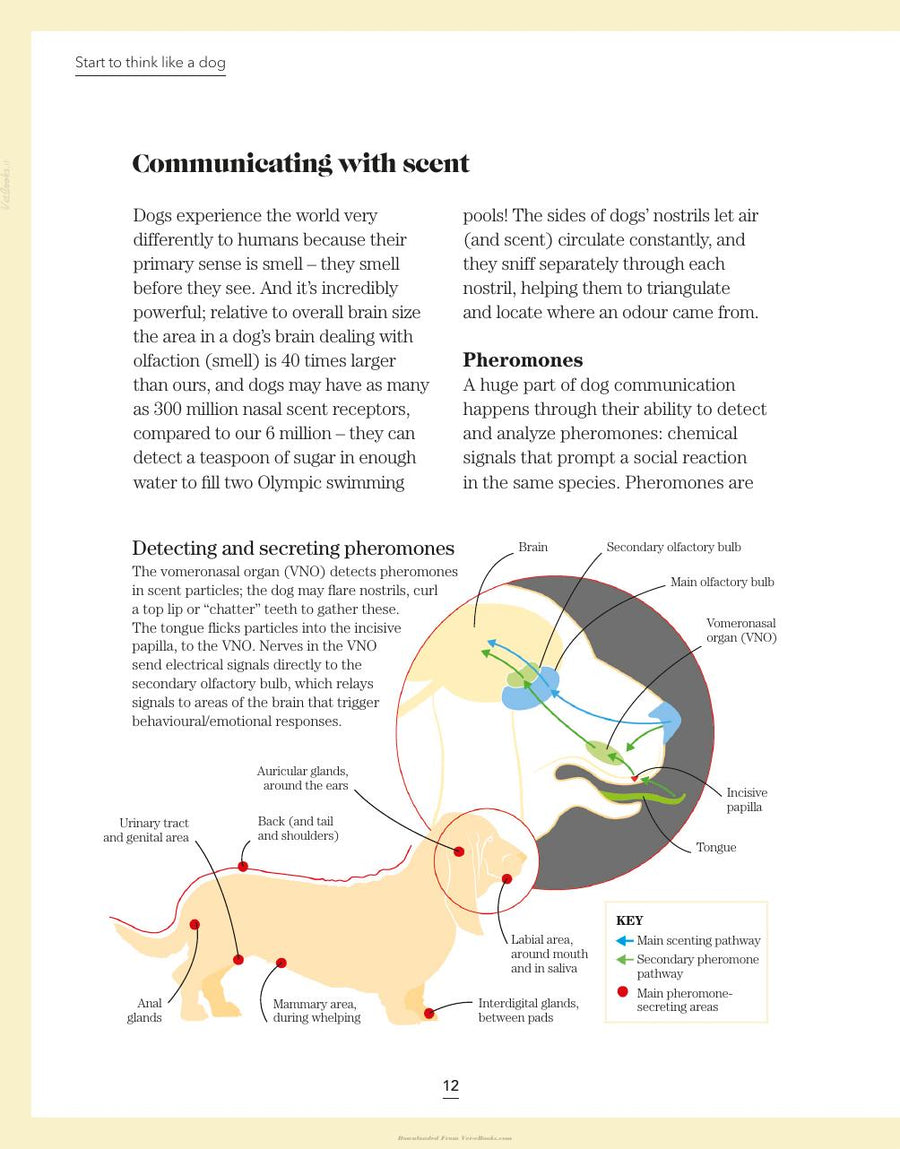 Preview page of What's My Dog Thinking, Understand Your Dog to Give Them a Happy Life