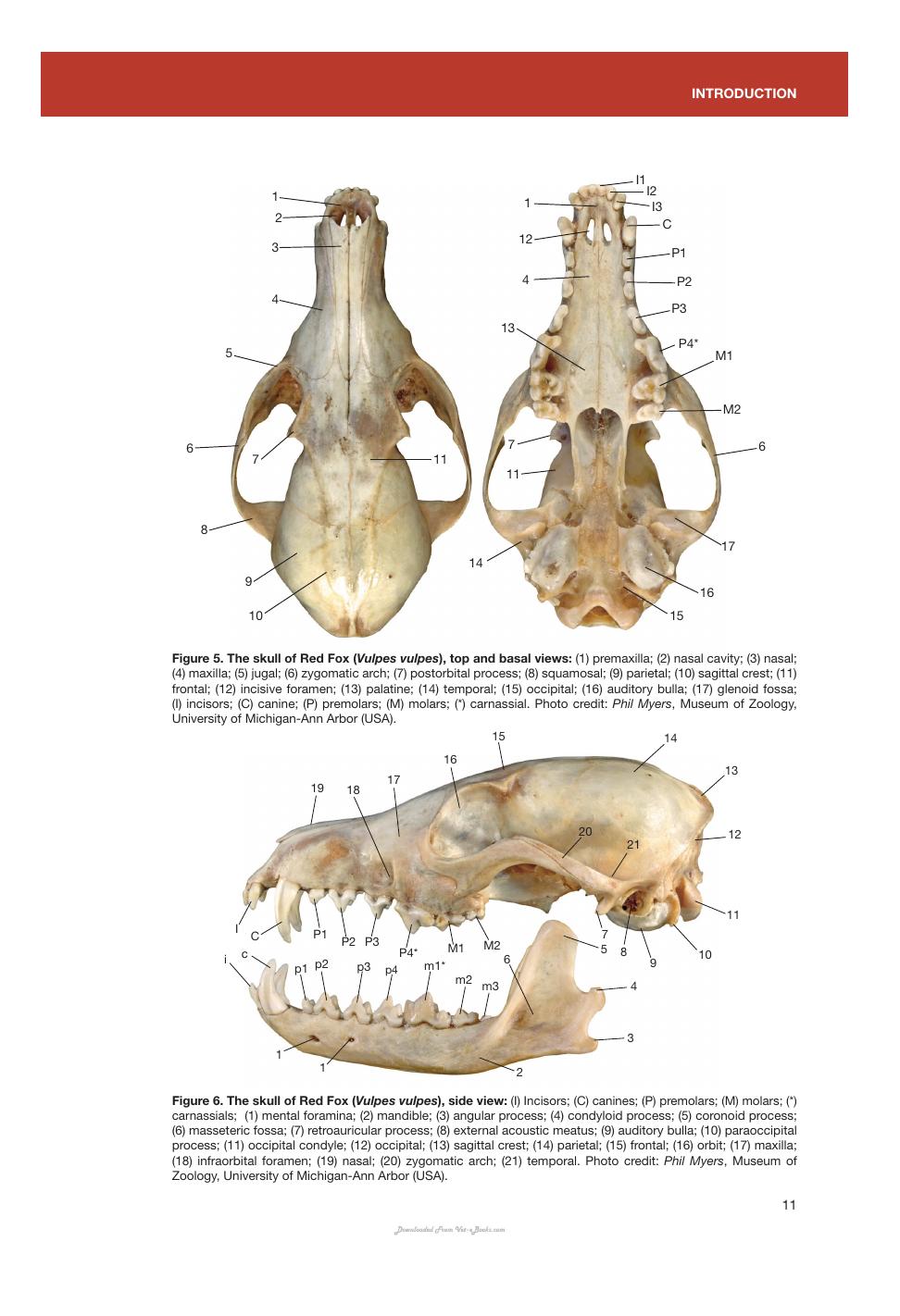 Canids Of The World Wolves Wild Dogs Foxes Jackals Coyotes And Their Relatives