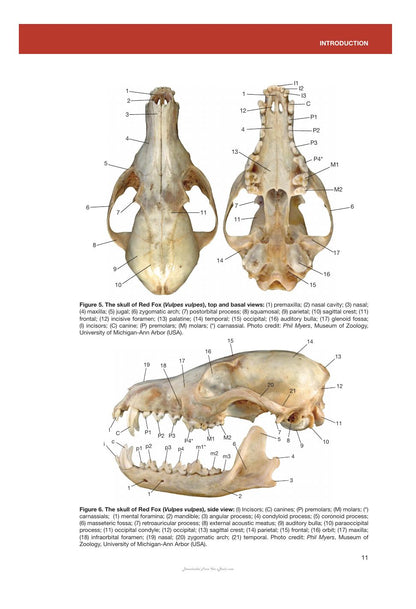 Canids of the World Wolves Wild Dogs Foxes Jackals Coyotes and Their Relatives