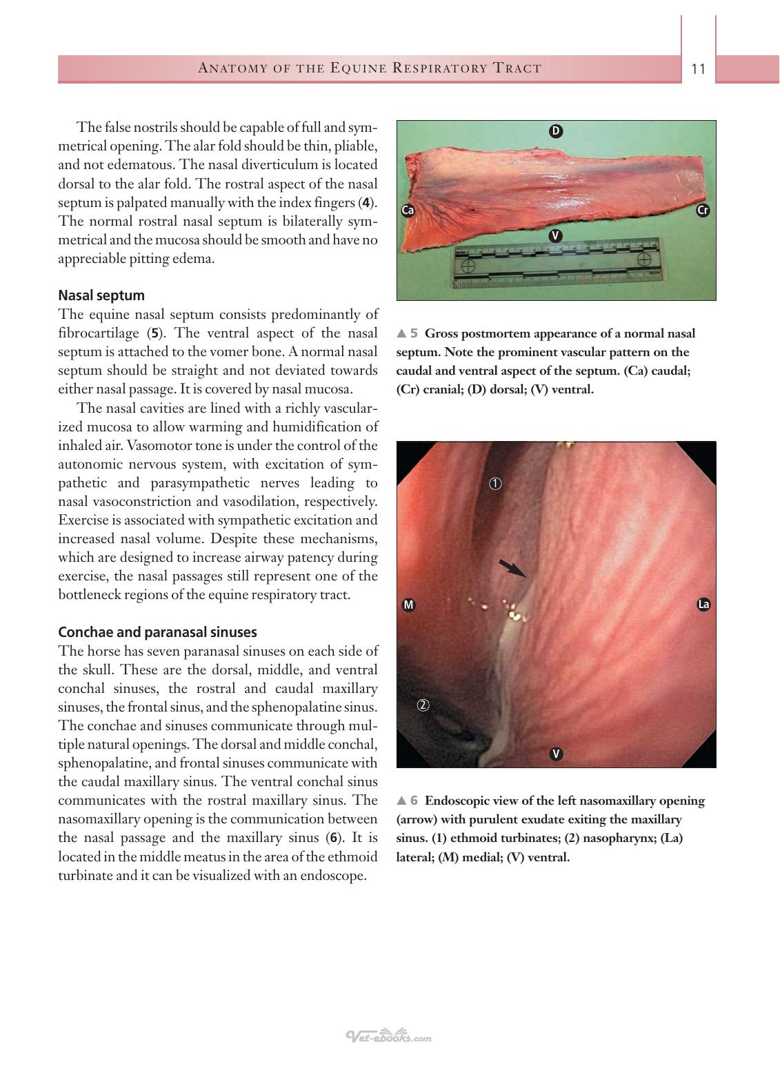 Respiratory Diseases Of The Horse A Problem Oriented Approach To Diagnosis And Management