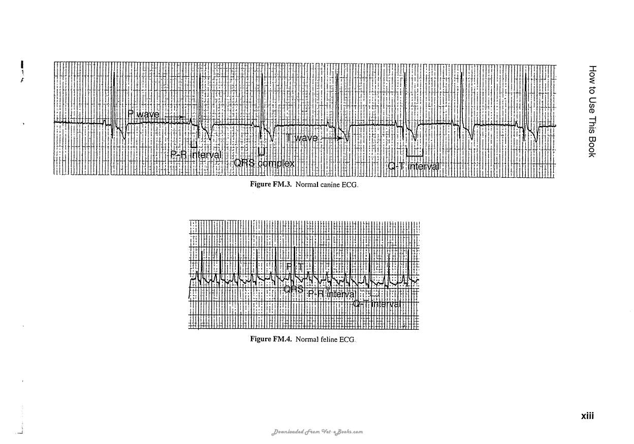 Ecg Interpretation In The Critically Ill Dog And Cat