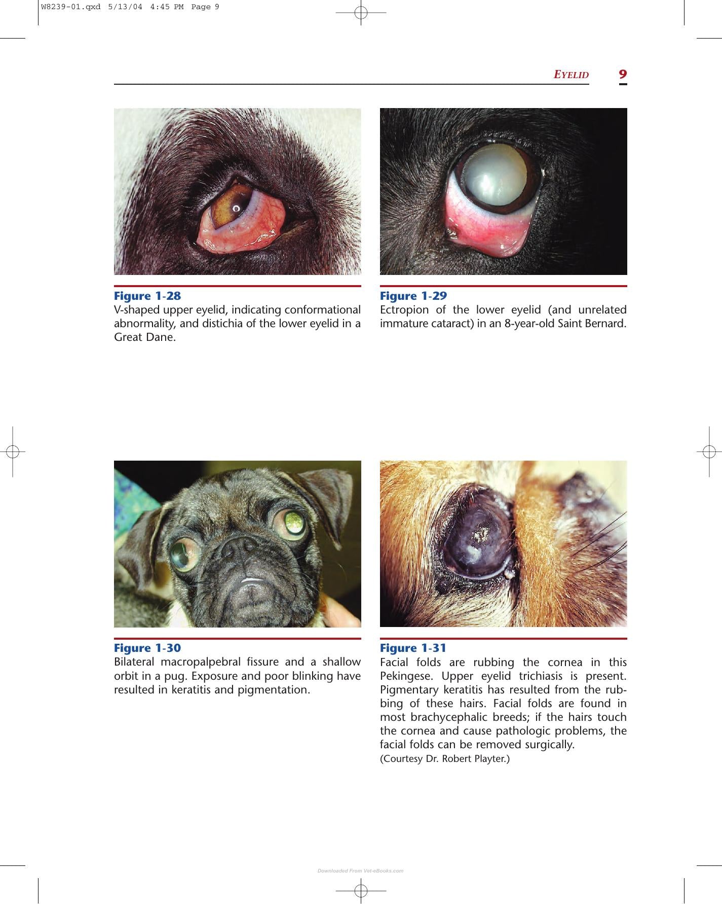 Color Atlas Of Canine And Feline Ophthalmology
