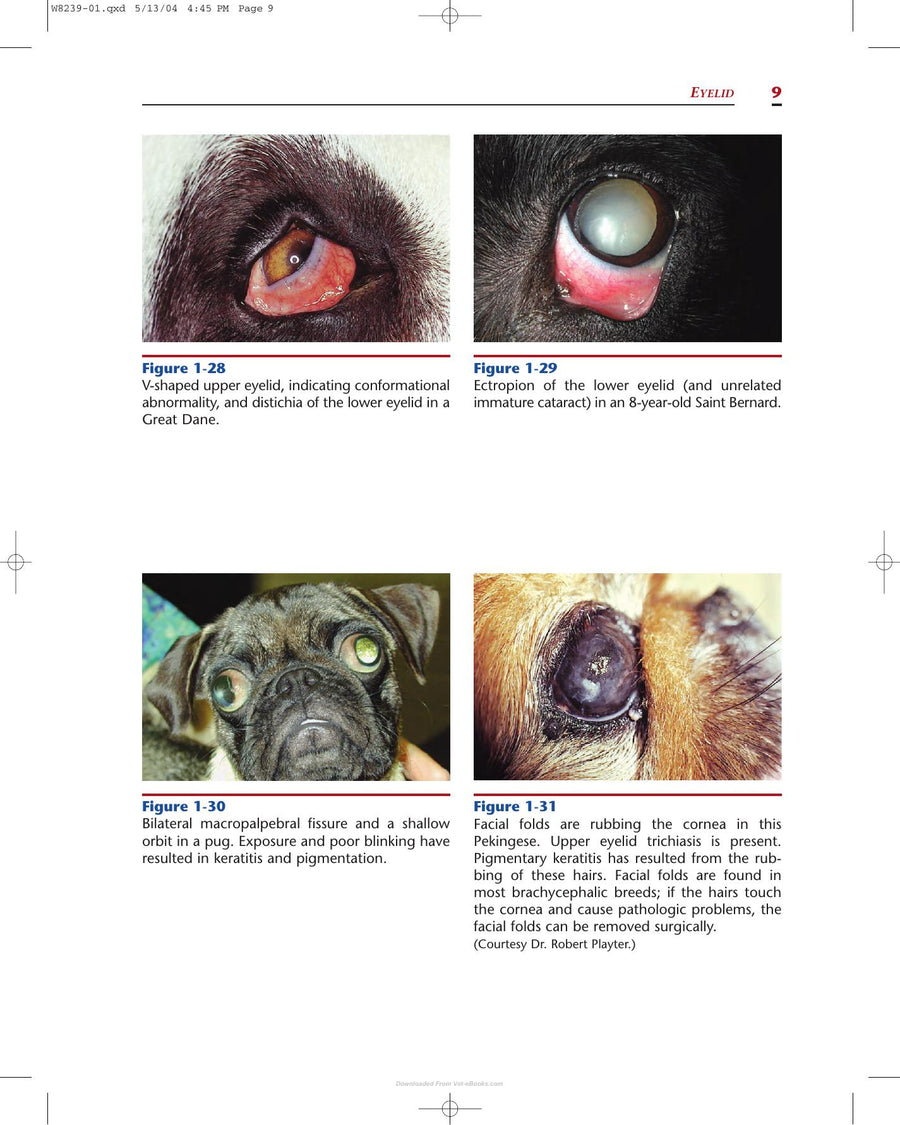 Preview page of Color Atlas of Canine and Feline Ophthalmology