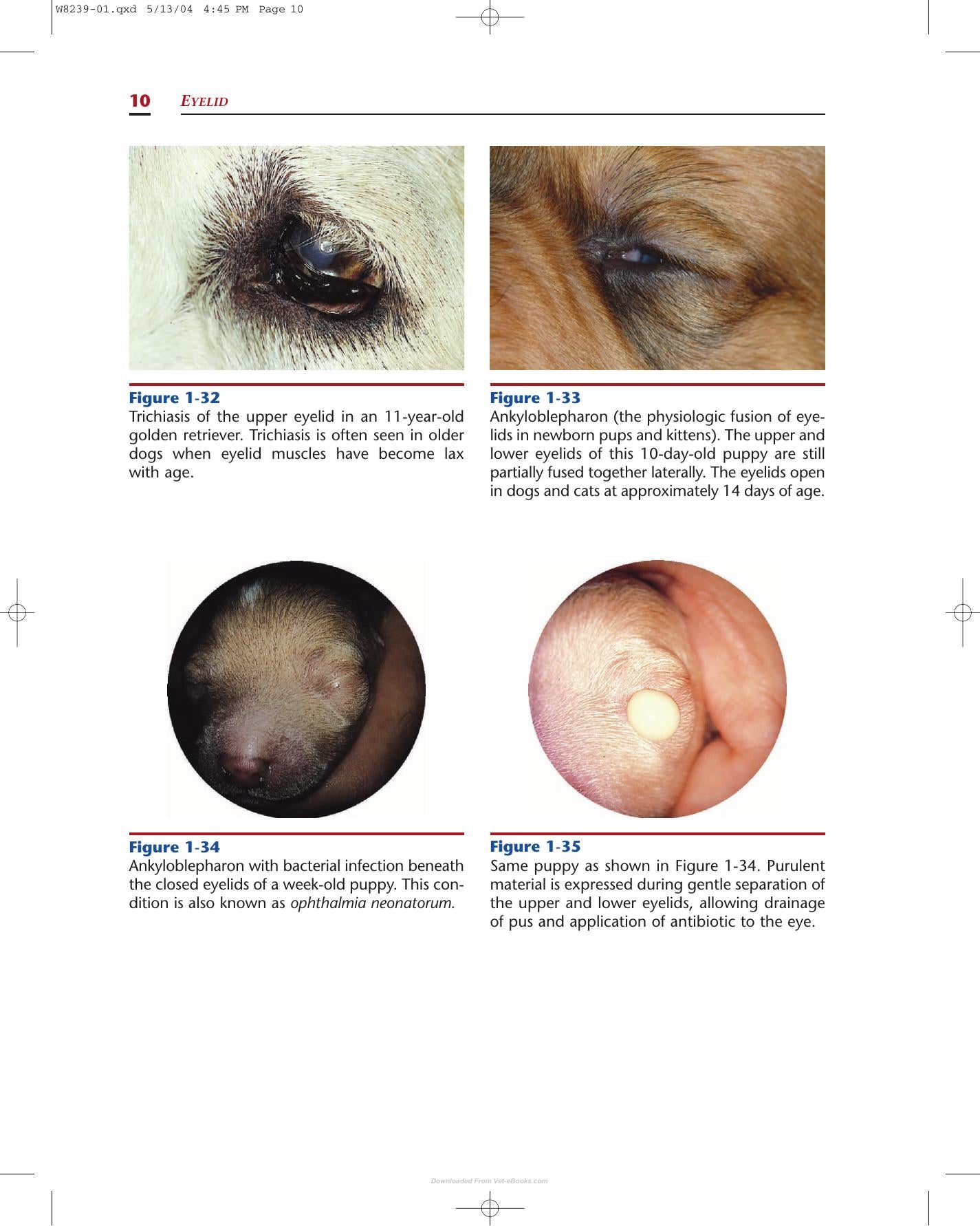 Color Atlas Of Canine And Feline Ophthalmology