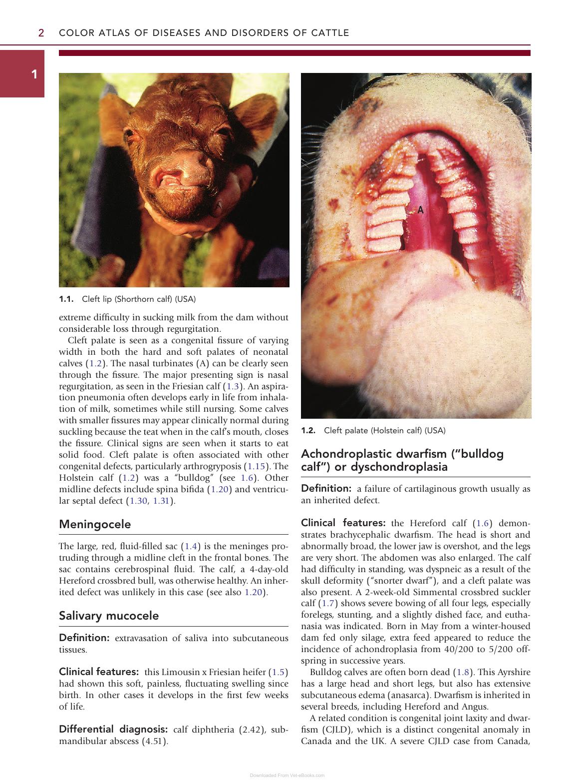 Color Atlas Diseases Disorders Cattle 3Rd Edition