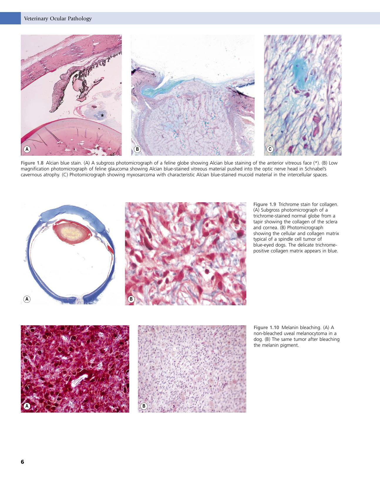 Veterinary Ocular Pathology A Comparative Review