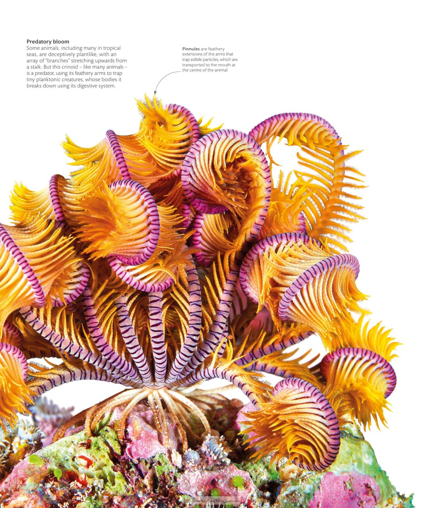The Science Of Animals Inside Their Secret World