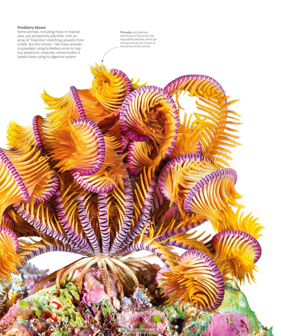 Preview page of The Science of Animals Inside Their Secret World