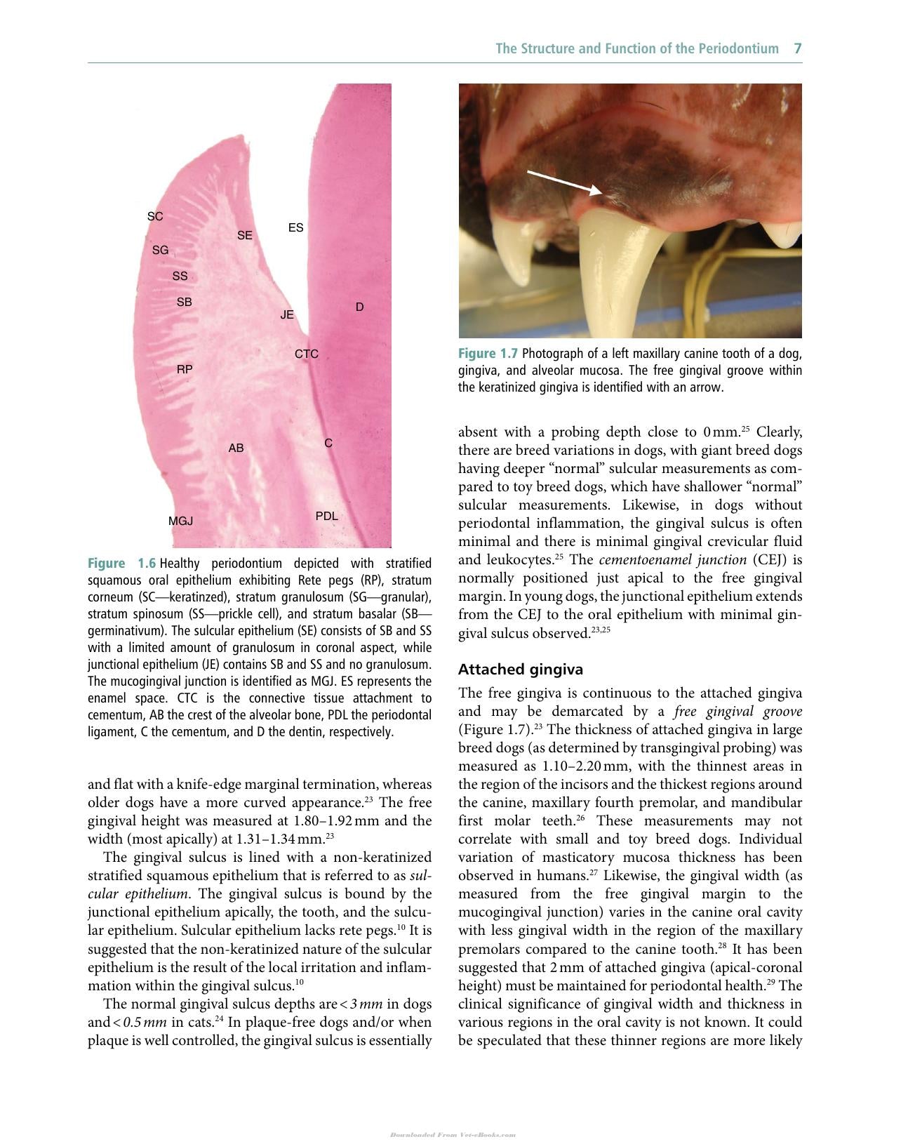 Veterinary Periodontology