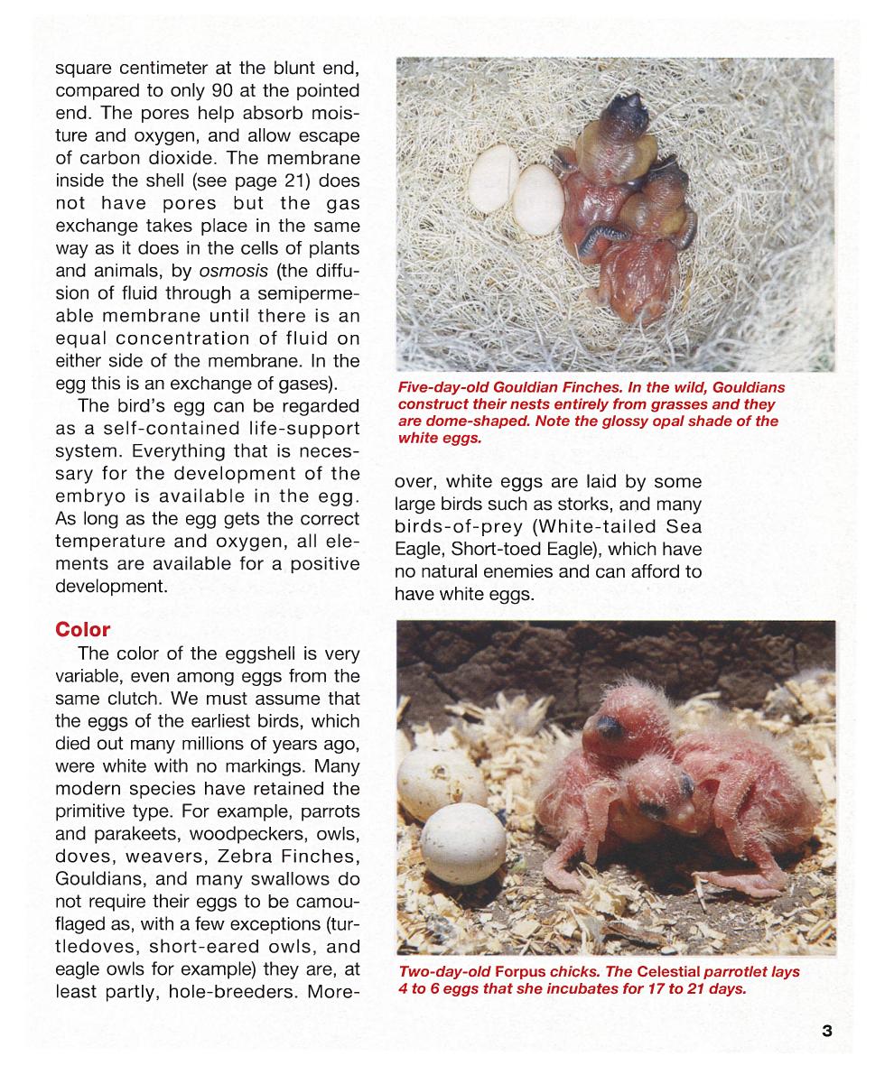 Hand Feeding And Raising Baby Birds Breeding Hand Feeding Care And Management