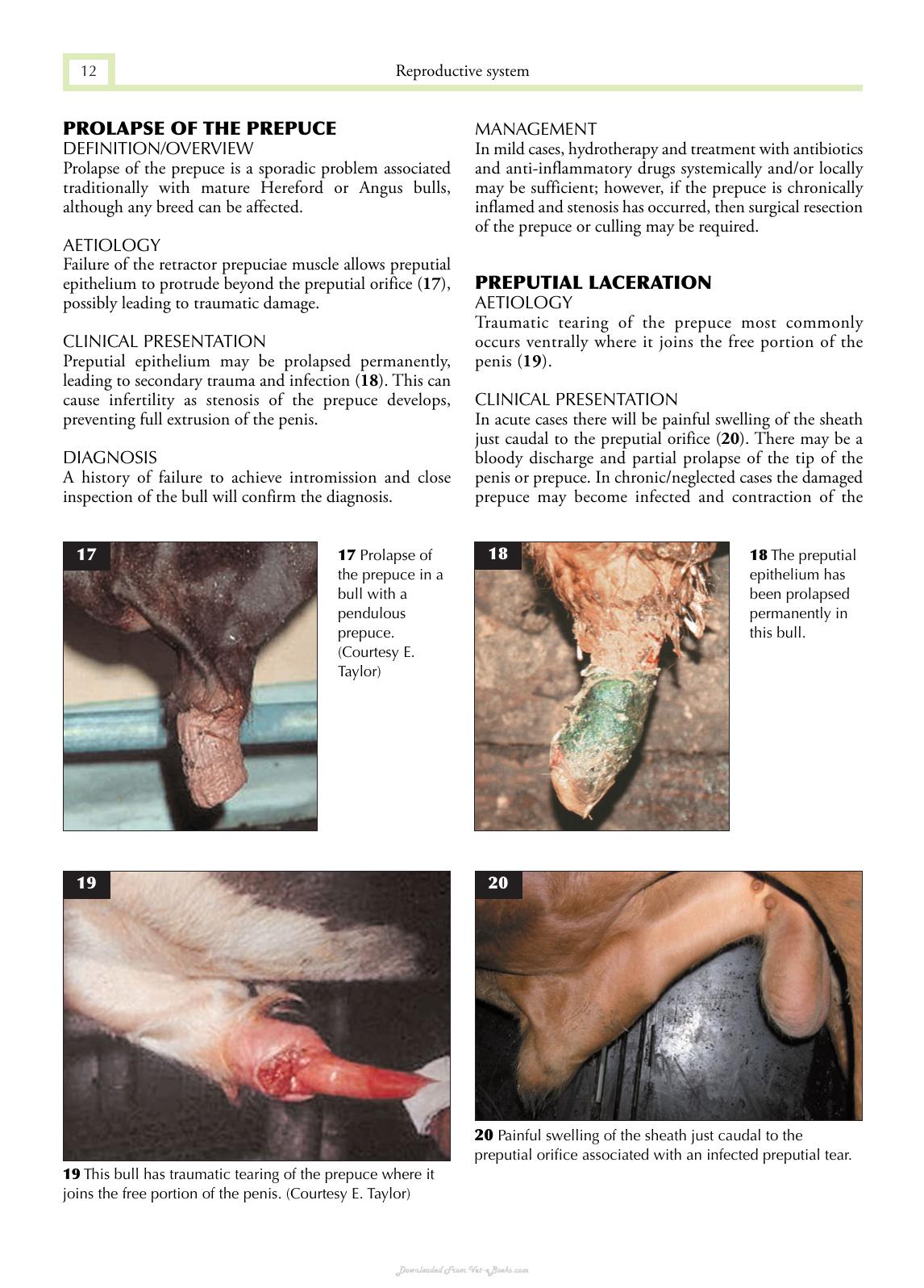 Cattle Medicine 1St Edition