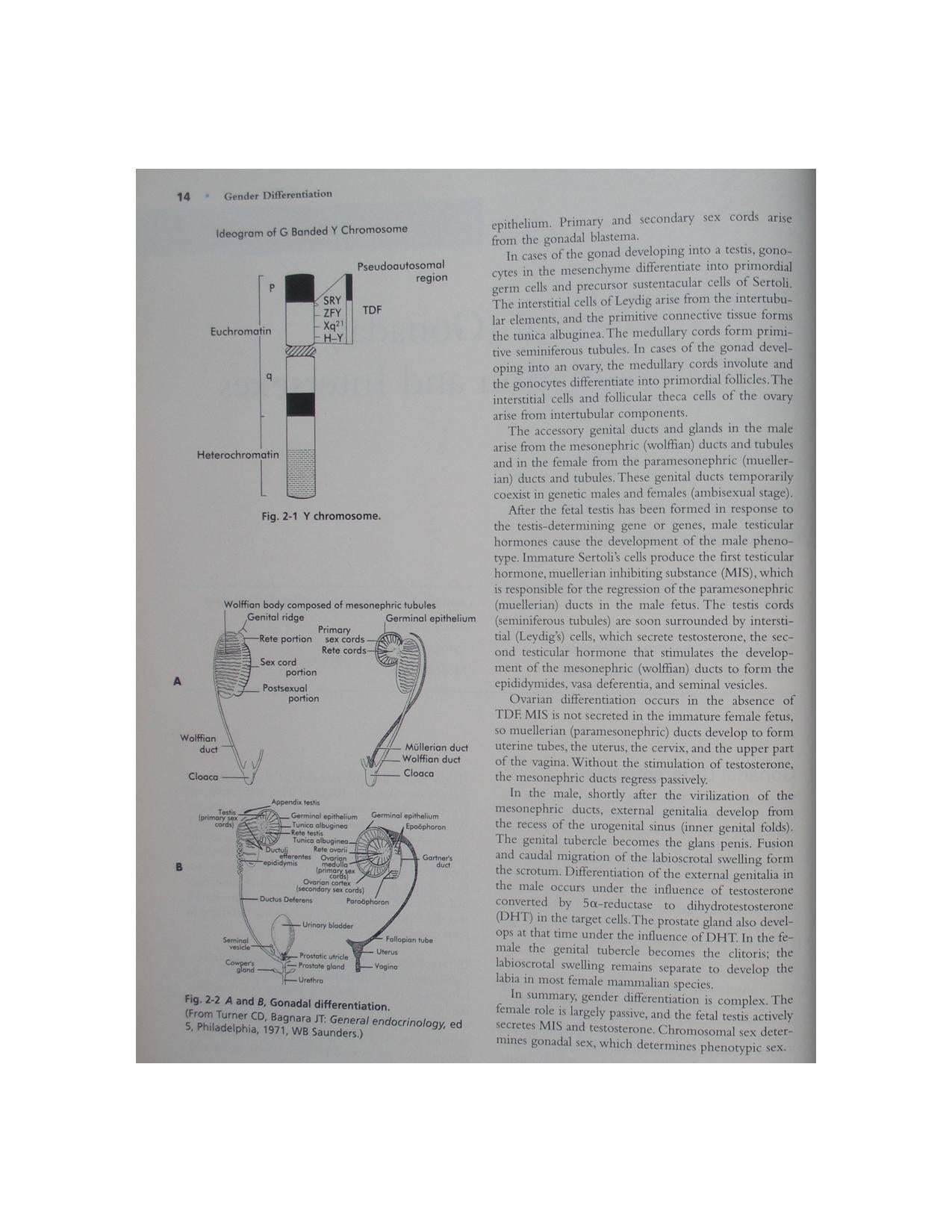 Color Atlas Of Reproductive Pathology Of Domestic Animals