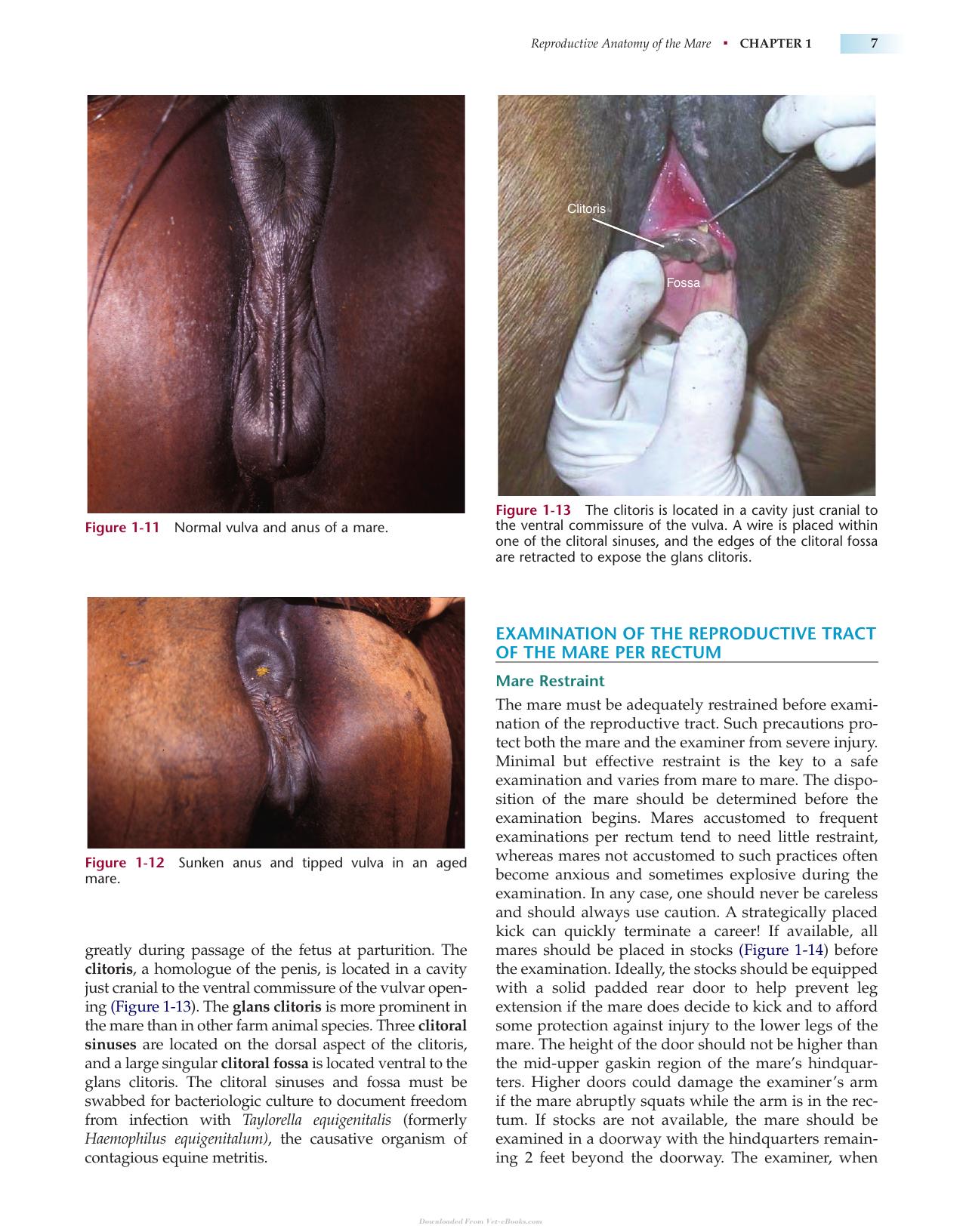 Manual Of Equine Reproduction 3Rd Edition