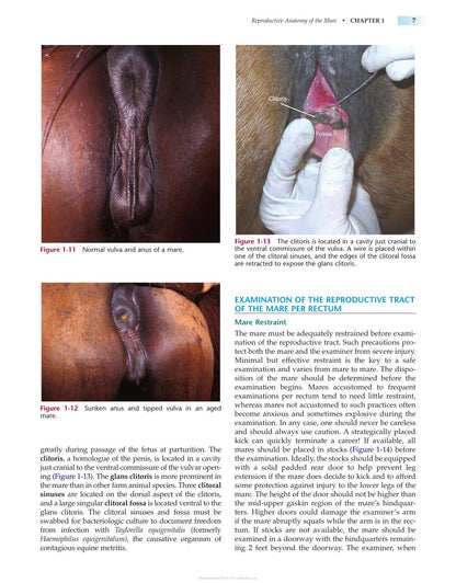 Manual of Equine Reproduction 3rd Edition