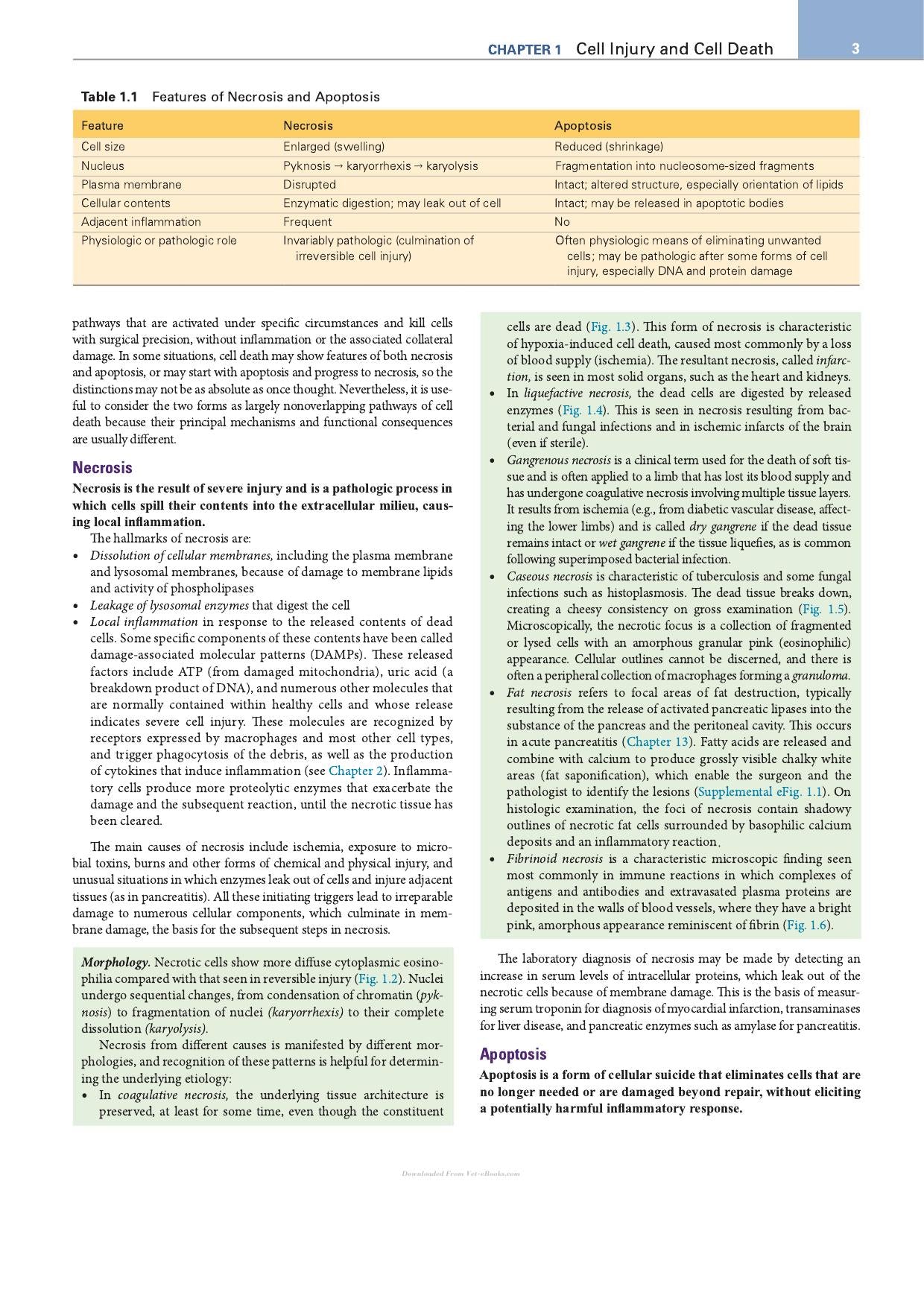 Robbins Essential Pathology