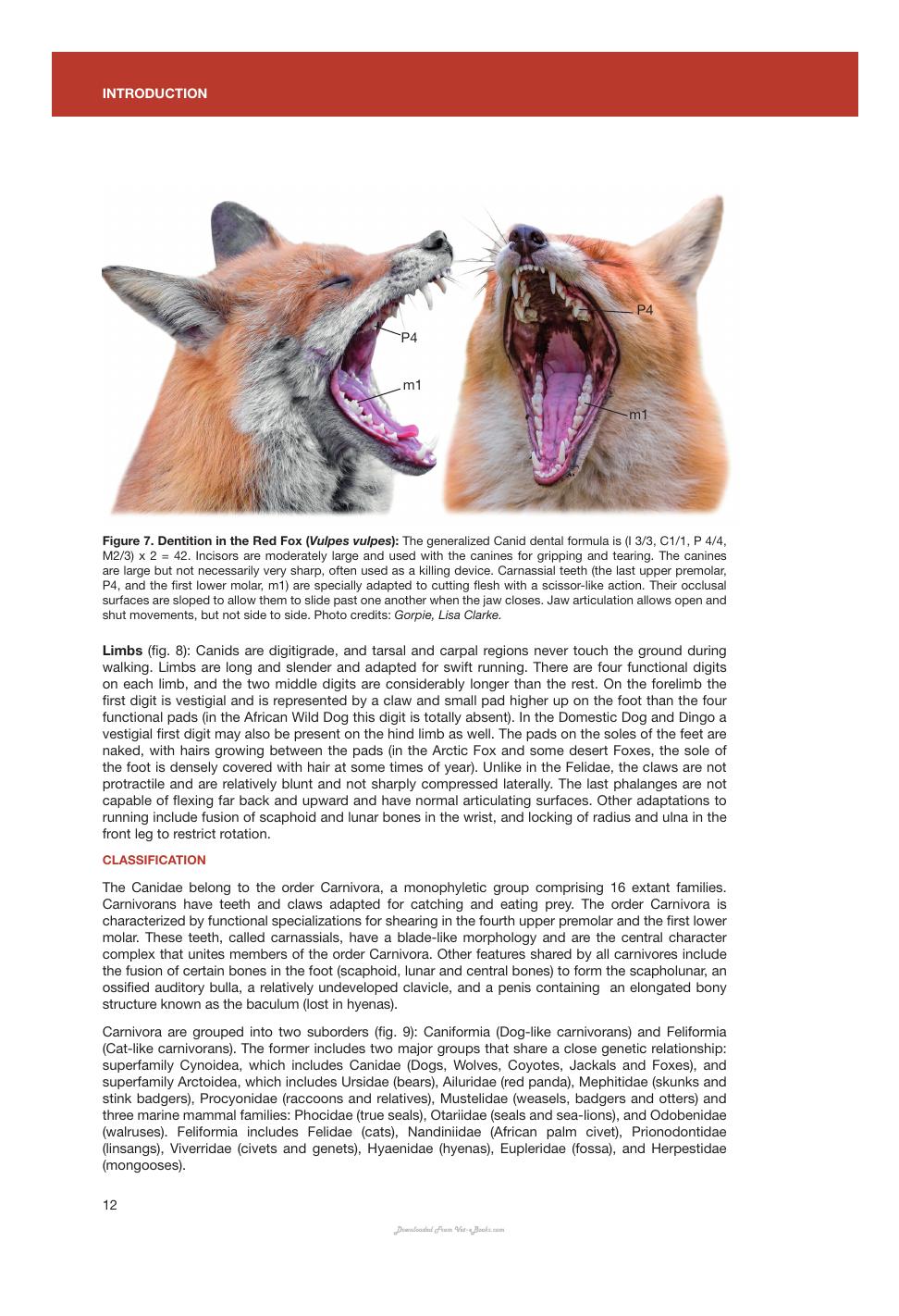 Canids Of The World Wolves Wild Dogs Foxes Jackals Coyotes And Their Relatives