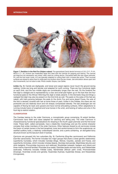 Canids of the World Wolves Wild Dogs Foxes Jackals Coyotes and Their Relatives