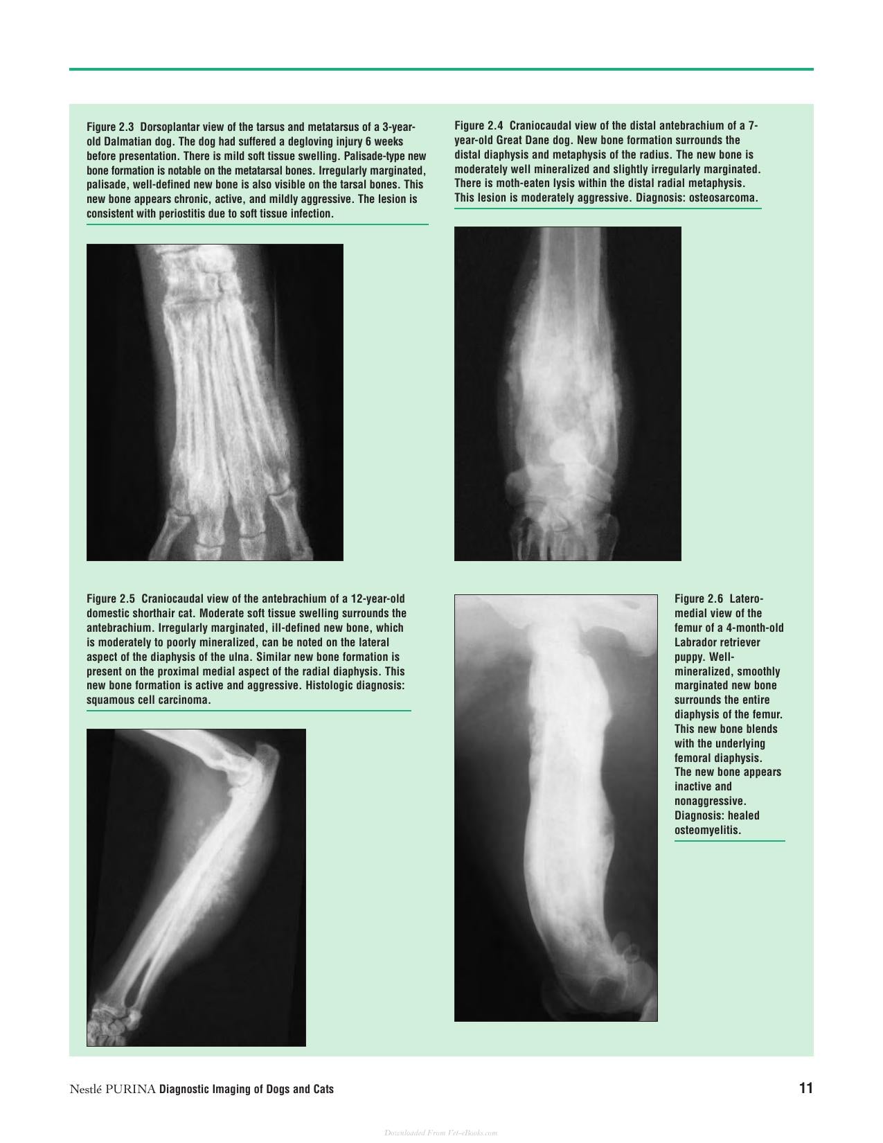Diagnostic Imaging Of Dogs And Cats
