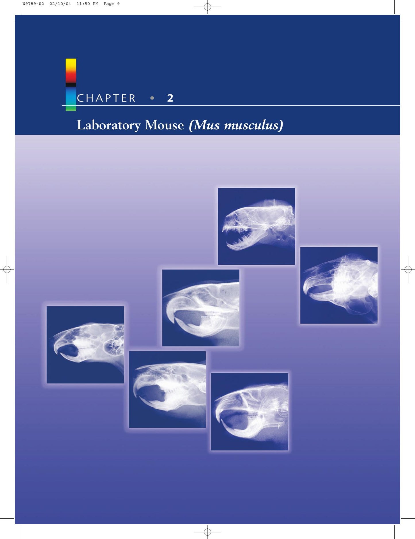 Radiology Of Rodents Rabbits And Ferrets An Atlas Of Normal Anatomy And Positioning