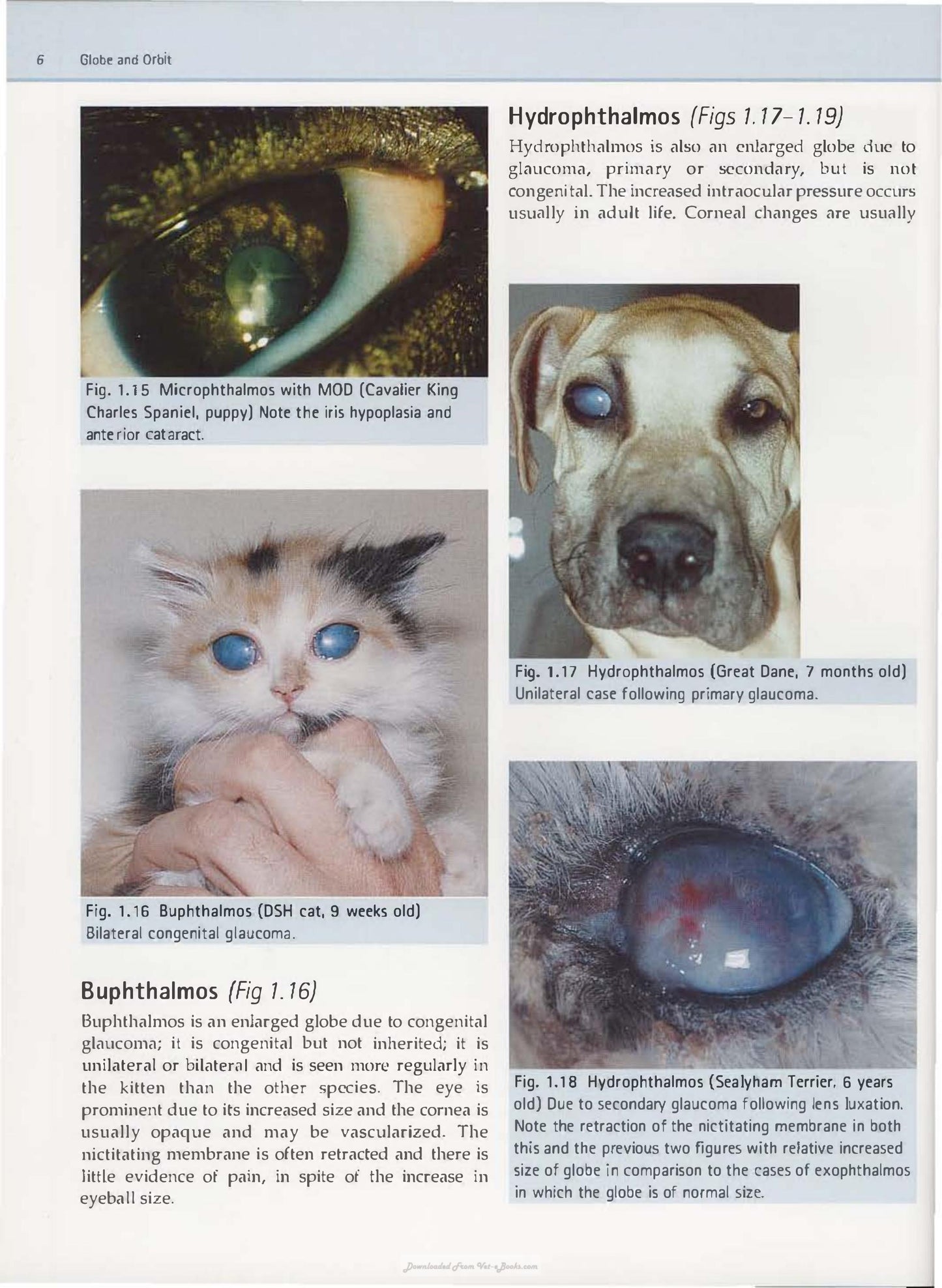 Diagnostic Atlas Of Veterinary Ophthalmology
