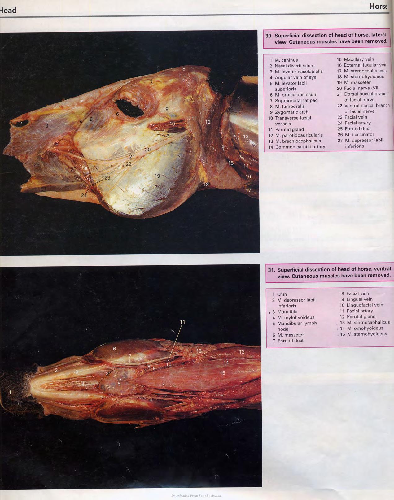 Color Atlas Of Large Animal Applied Anatomy 1St Edition