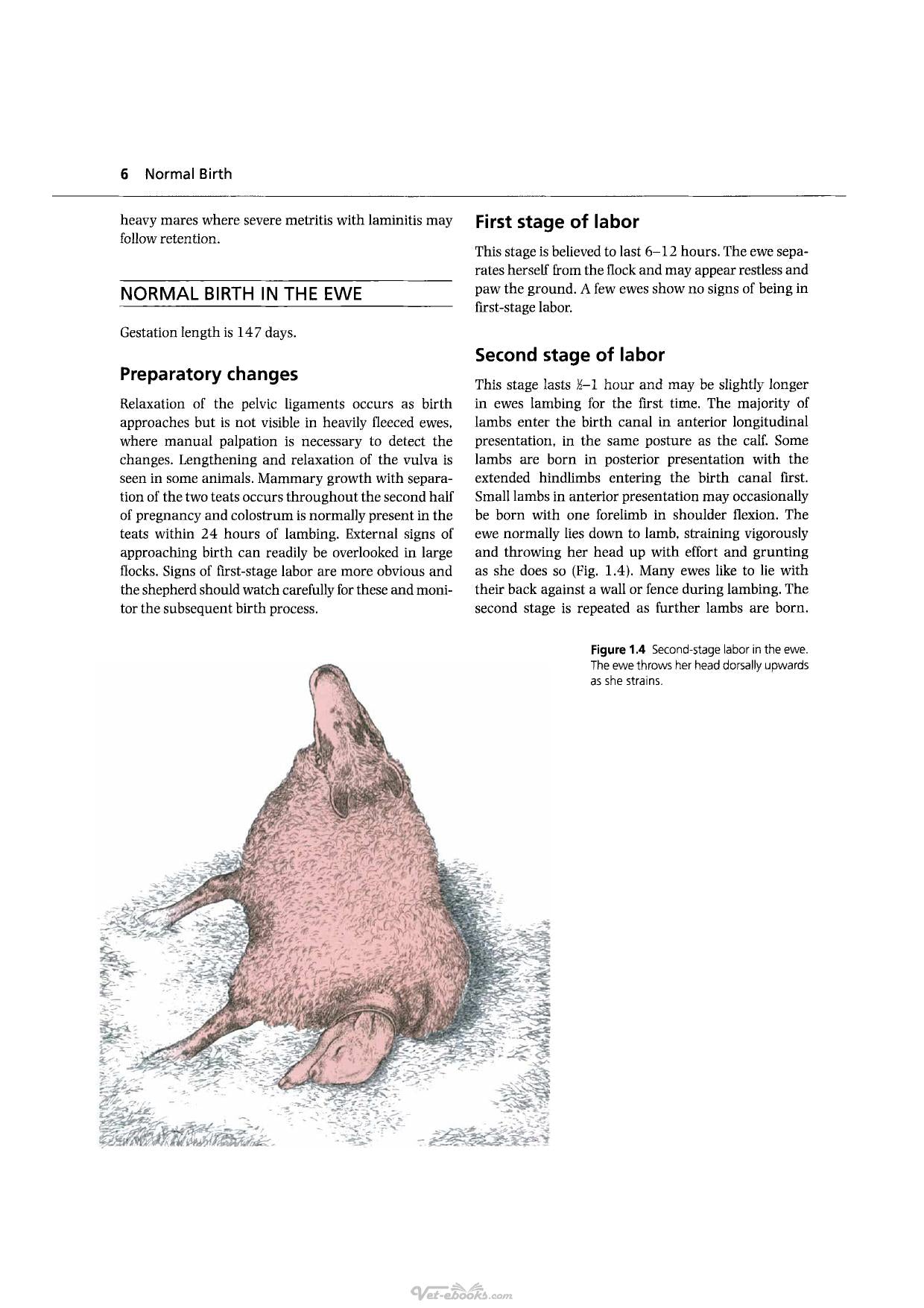 Handbook Of Veterinary Obstetrics 2Nd Edition