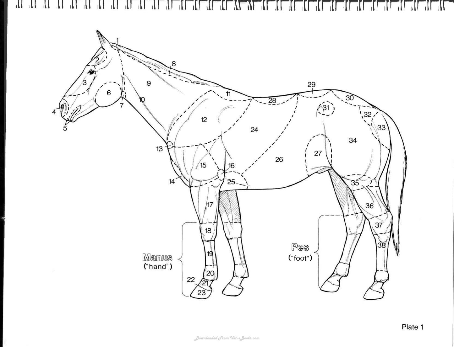 Horse Anatomy Coloring Atlas 2Nd Edition