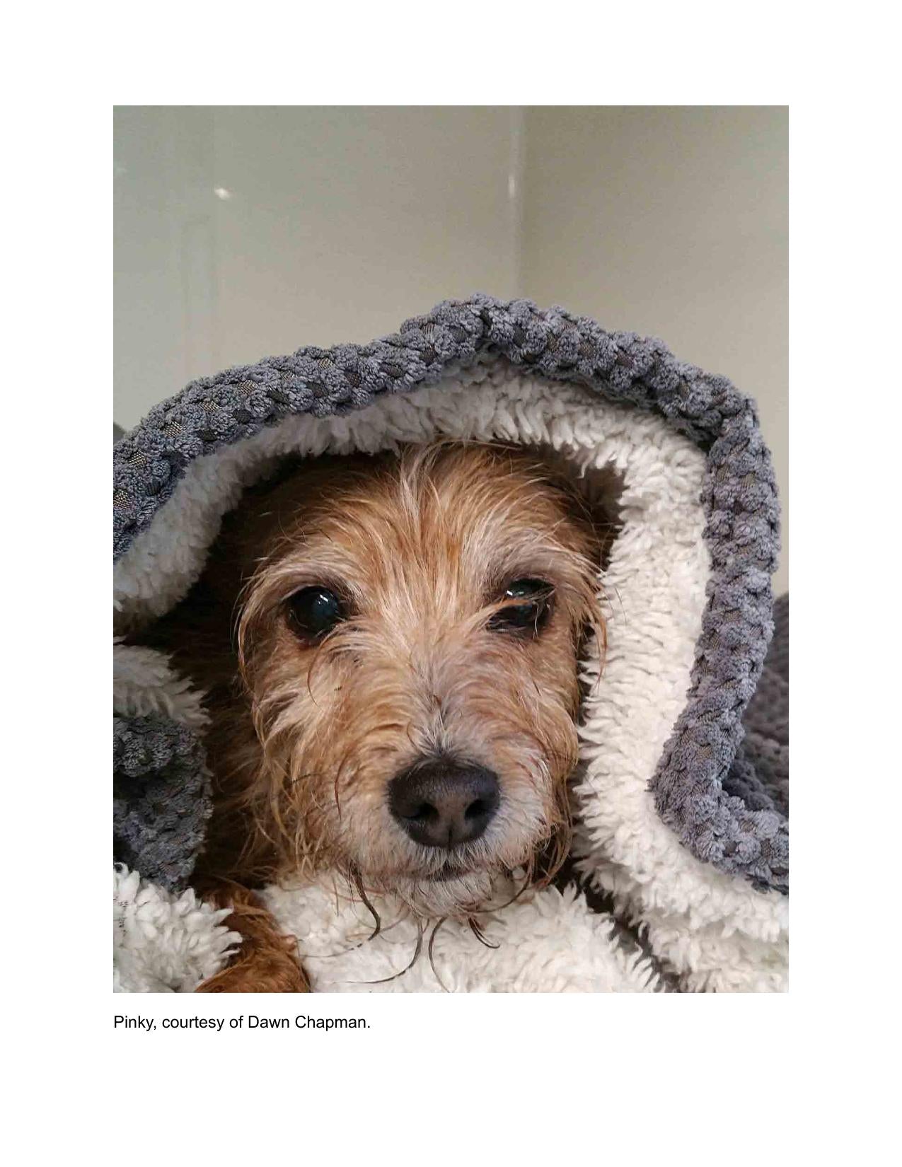 Fear And Anxiety In Dogs