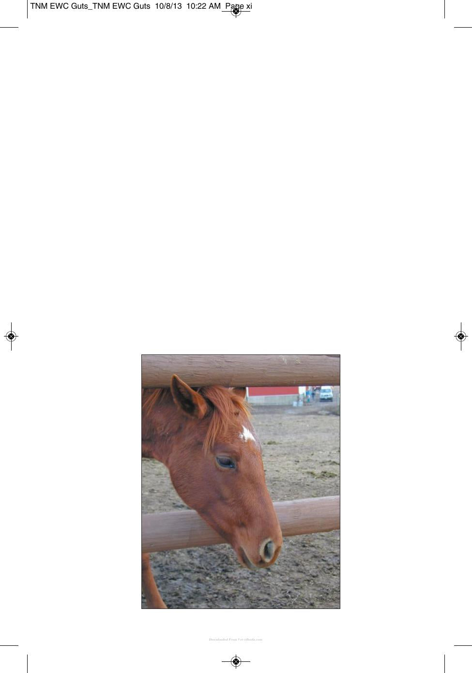 Wound Care Management For The Equine Practitioner