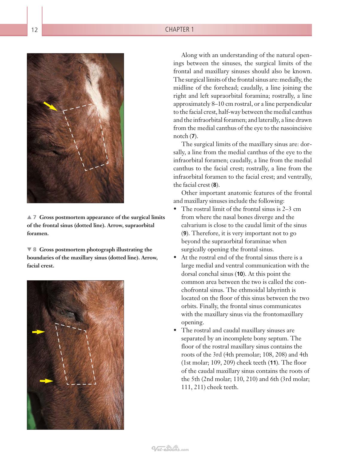 Respiratory Diseases Of The Horse A Problem Oriented Approach To Diagnosis And Management