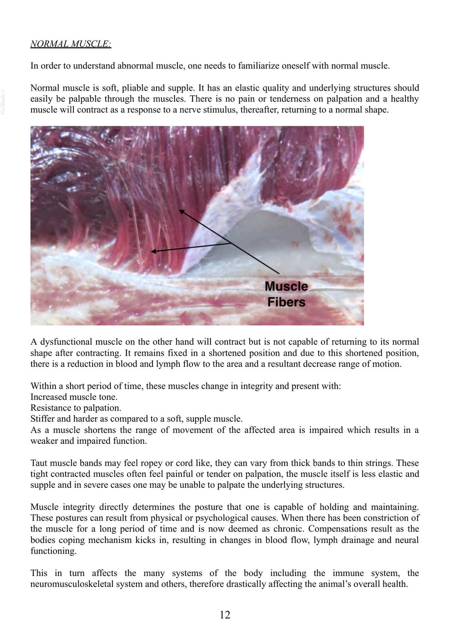 Preview page of A Clinicians Guide to Myofascial Pain in the Canine Patient