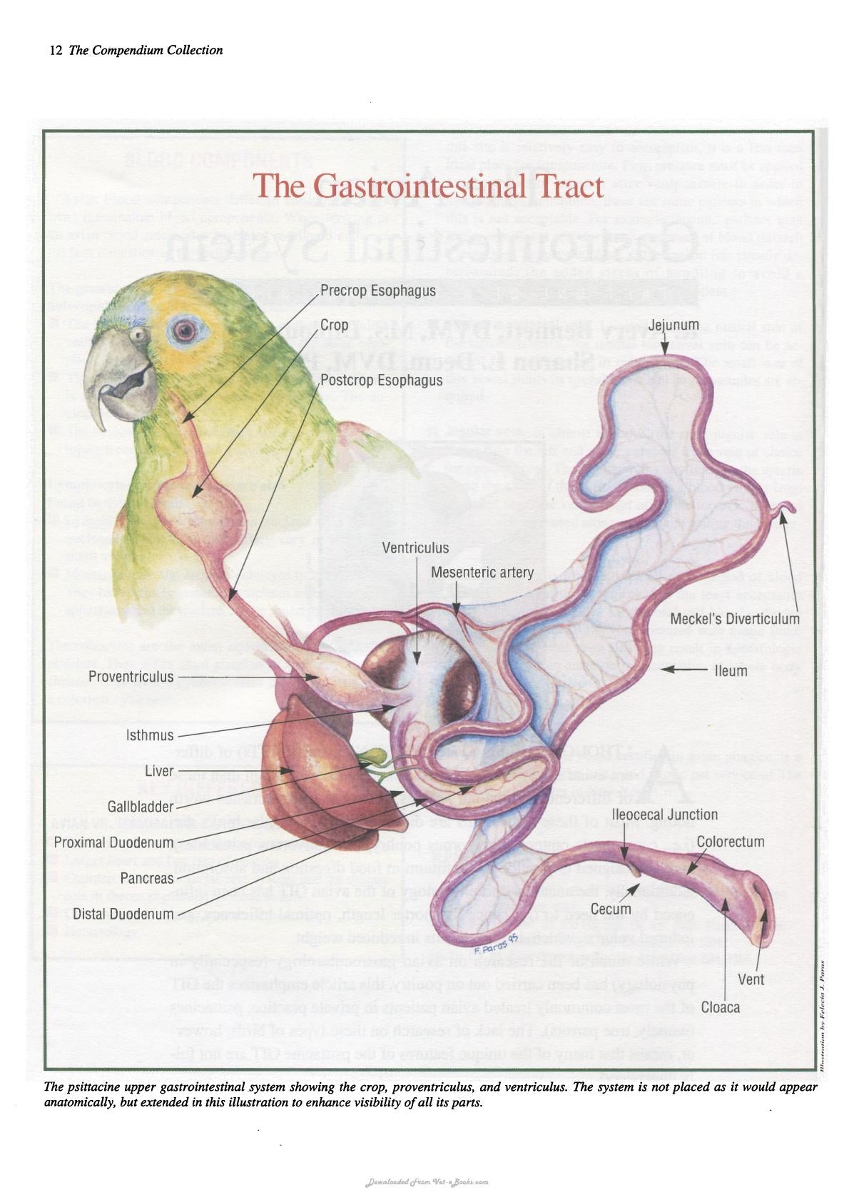 Practical Avian Medicine