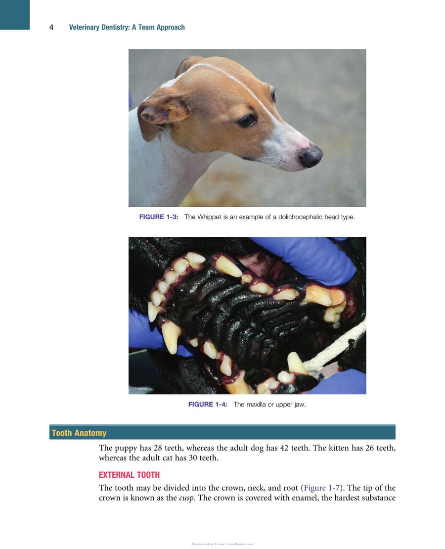 Preview page of Veterinary Dentistry a Team Approach 2nd Edition