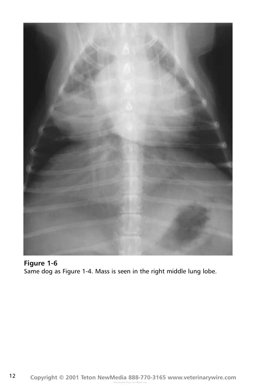 Thoracic Radiology For The Small Animal Practitioner