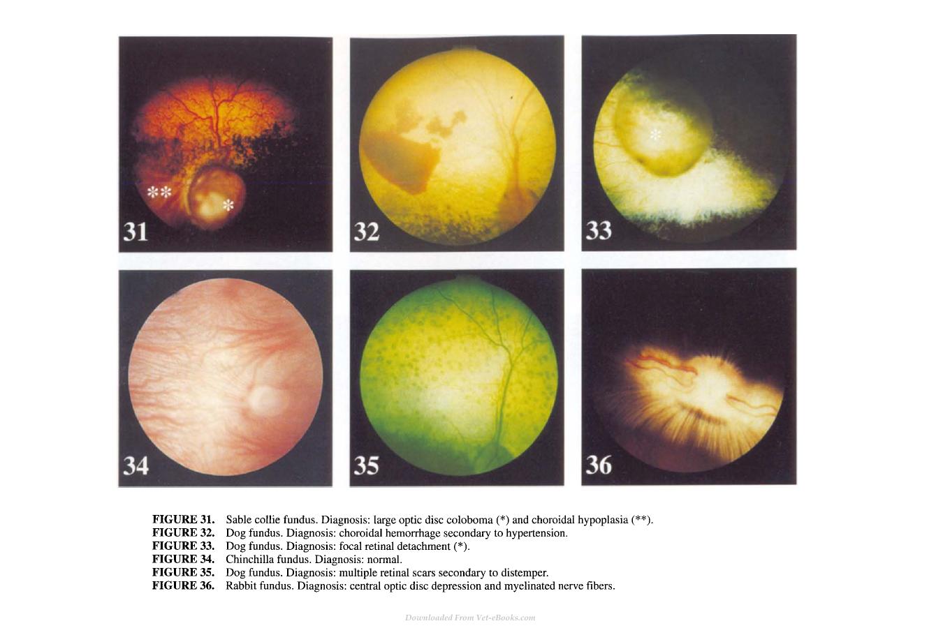 Small Animal Ophthalmology Secrets