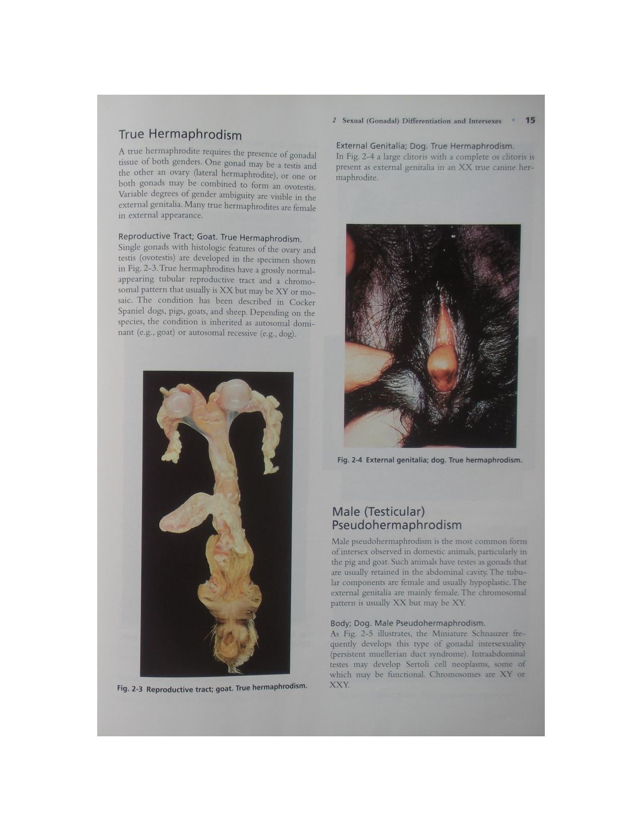 Color Atlas Of Reproductive Pathology Of Domestic Animals