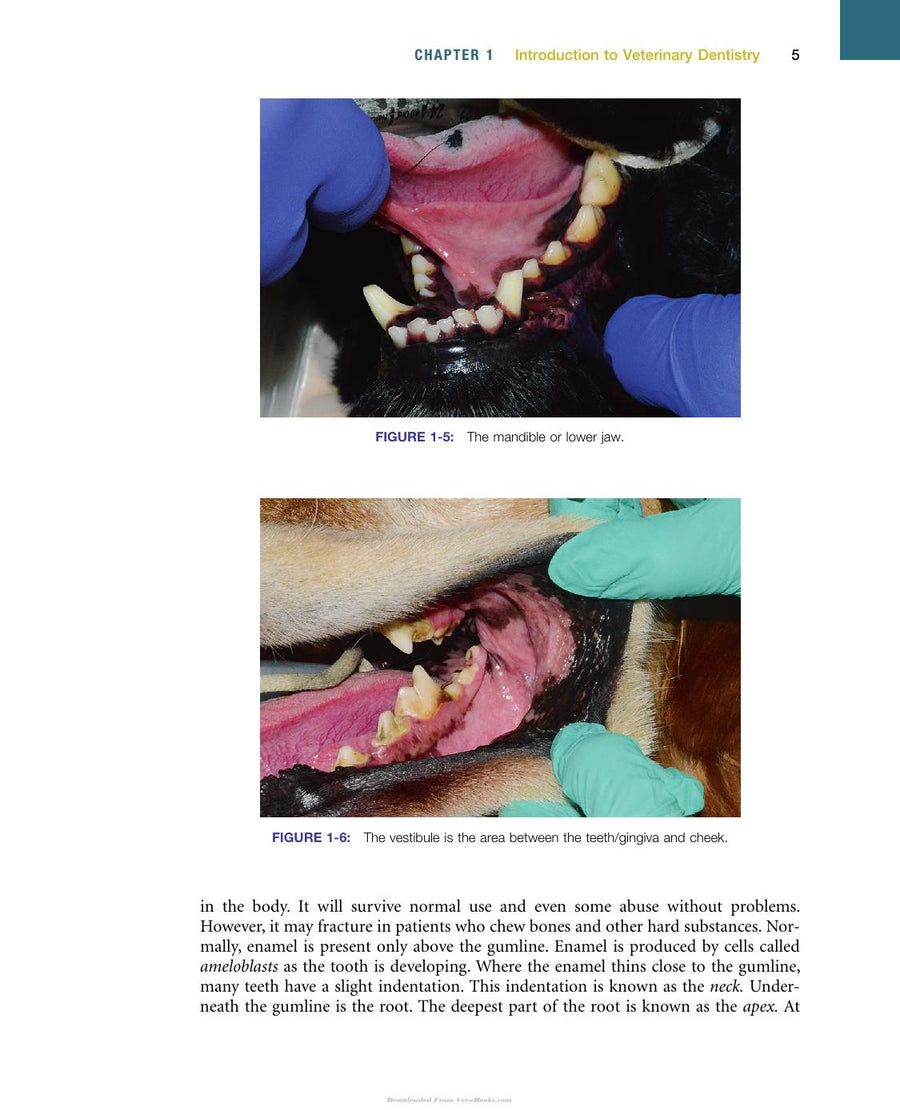 Preview page of Veterinary Dentistry a Team Approach 2nd Edition