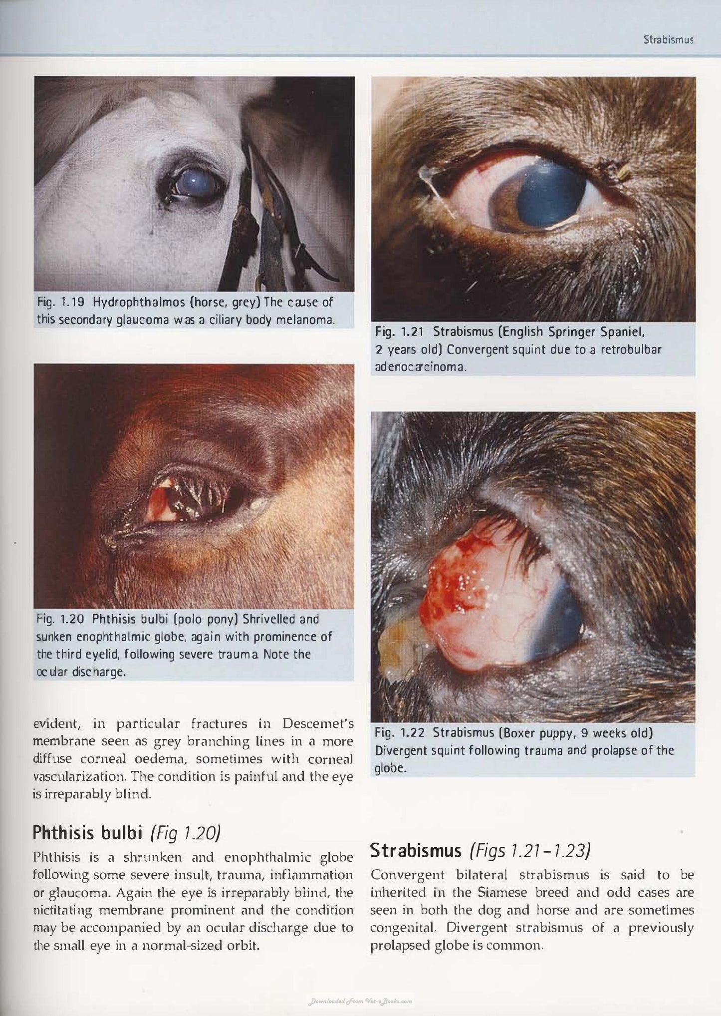 Diagnostic Atlas Of Veterinary Ophthalmology