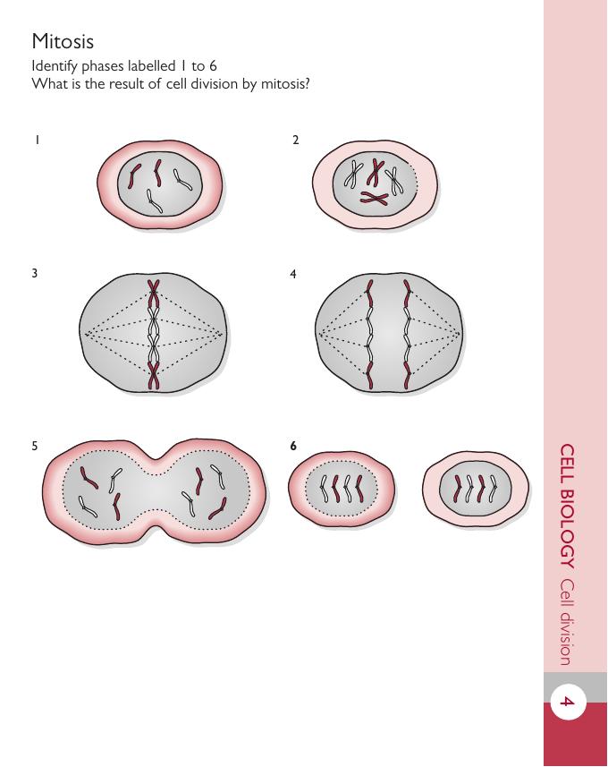 Introduction To Veterinary Anatomy And Physiology Flashcards