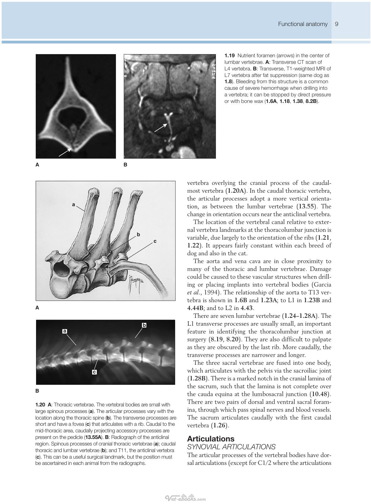 Small Animal Spinal Disorders Diagnosis And Surgery 2Nd Edition