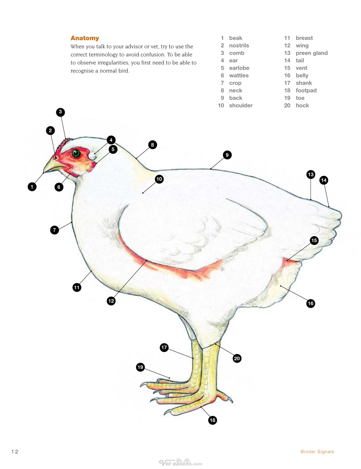Broiler Signals A Practical Guide To Broiler Focused Management